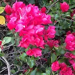 Bougainvillea House Wynnum/Manly