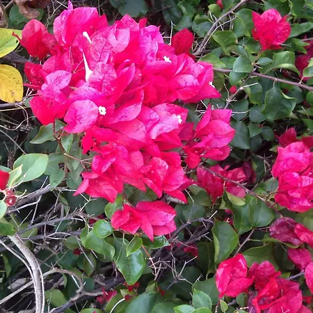 Bougainvillea House Wynnum/manly Holiday home