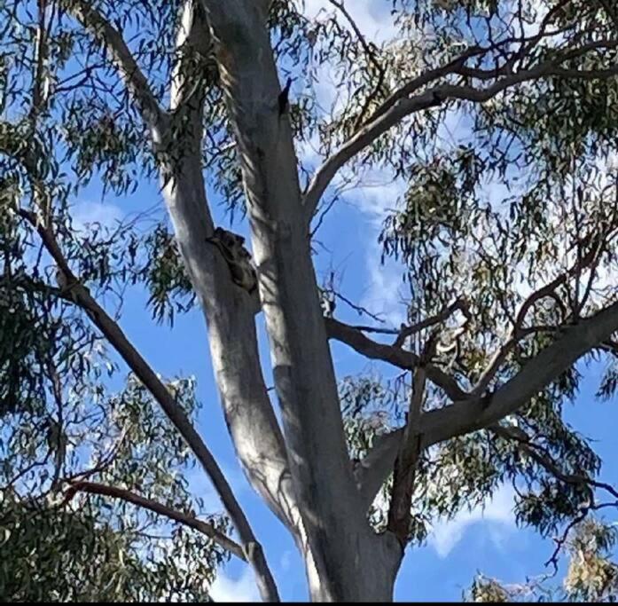 Apartment Adorable Private 2 Bedroom Guest + Pool *