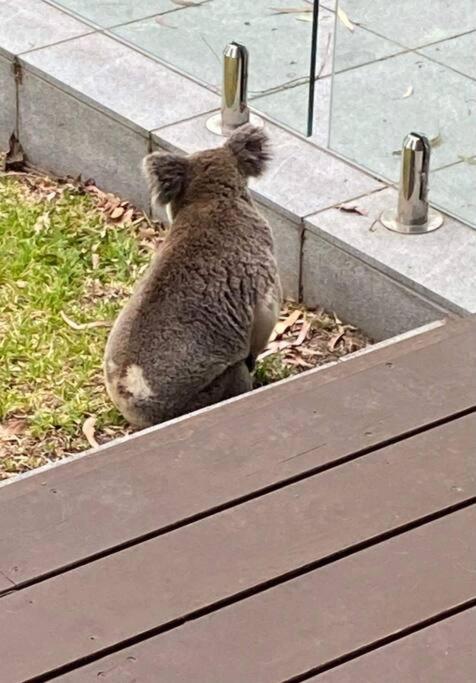 Apartment Adorable Private 2 Bedroom Guest + Pool