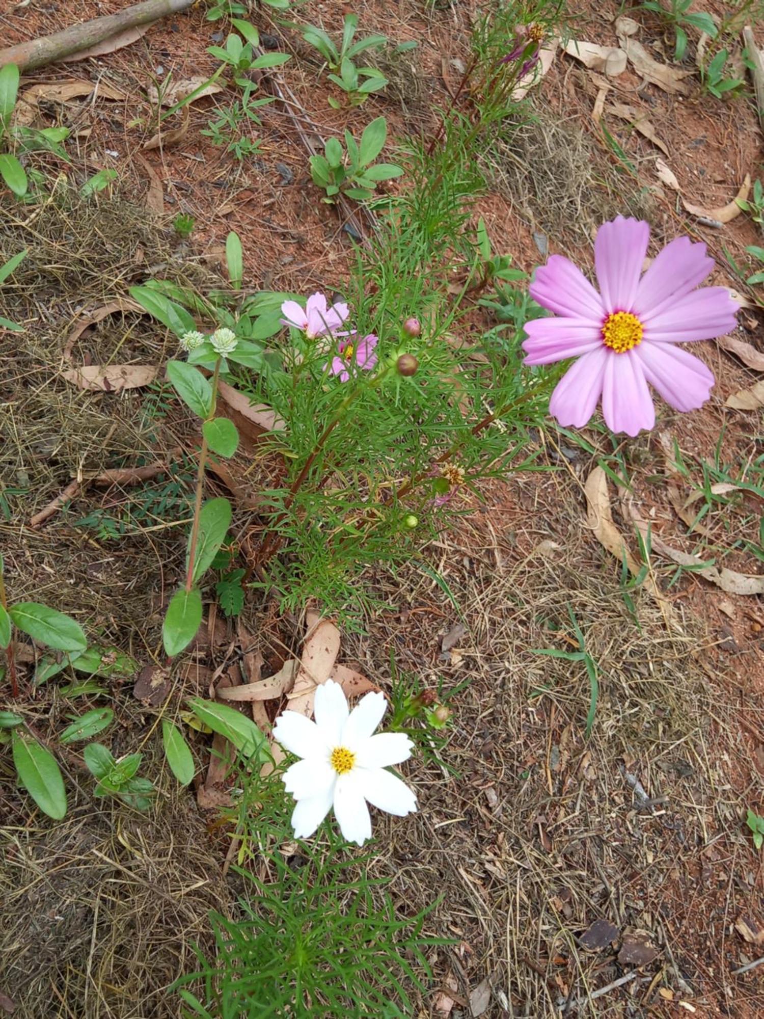 Air Conditioned Floral Youth Backpacker And House Guest house