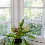 Quaint & Cosy 1 Bedroom In Queenslander. Apartment *