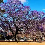 Artistic Queenslander With Park Views - 5 Bedroom - Sleep 10 Holiday home Brisbane