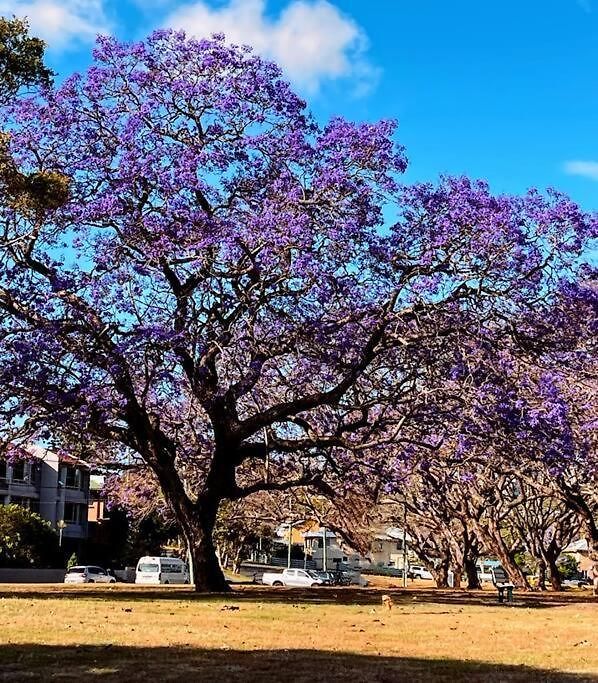 Artistic Queenslander With Park Views - 5 Bedroom - Sleep 10 Holiday home Brisbane
