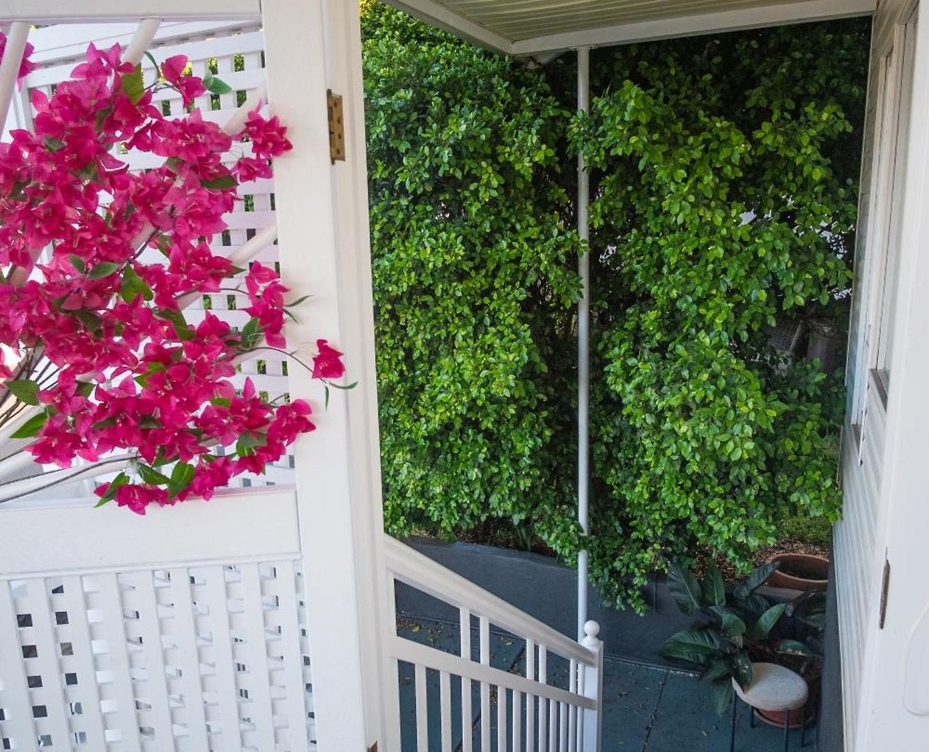 Bougainvillea *