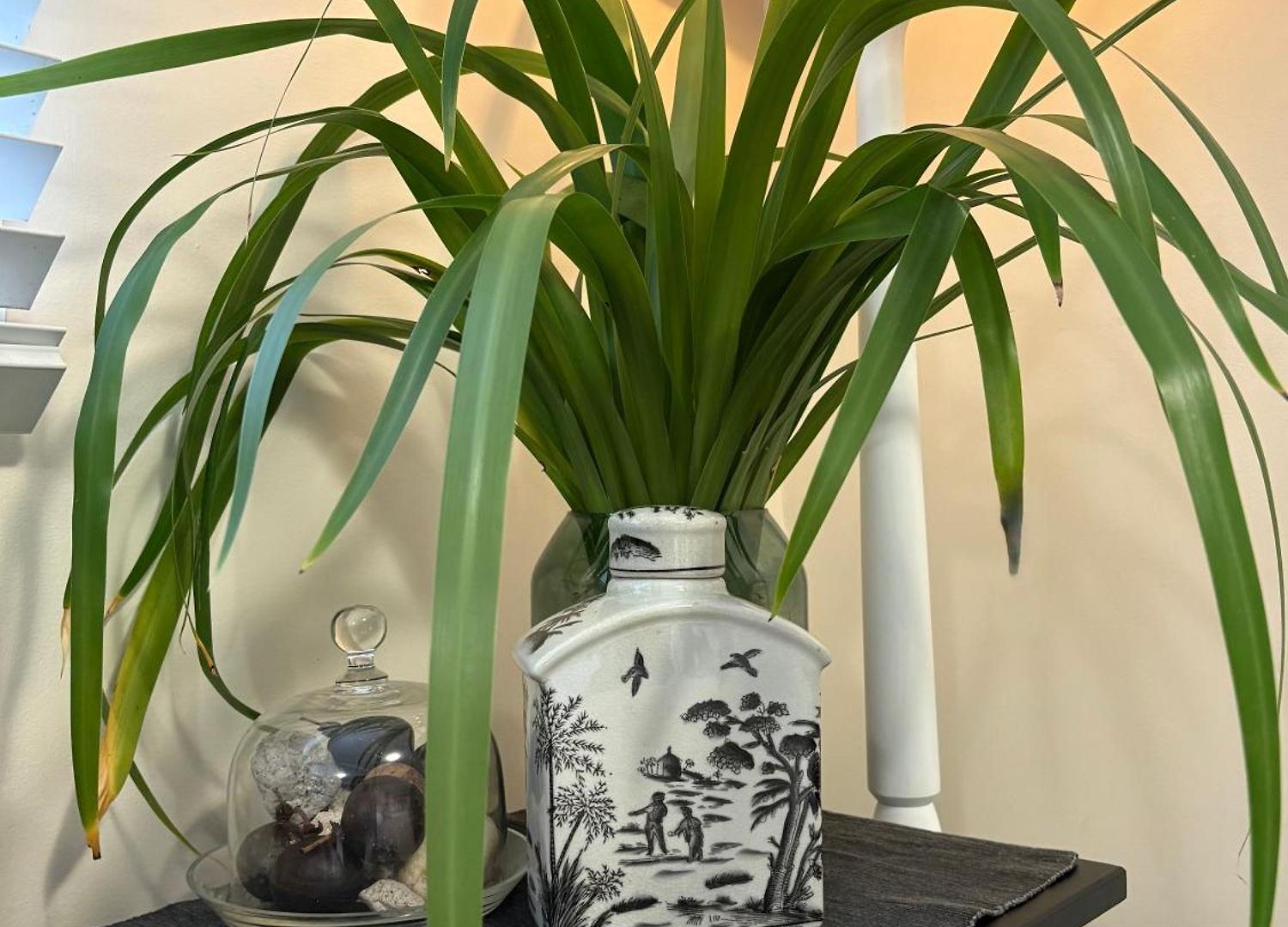 Jacaranda House Garden Apartment Brisbane