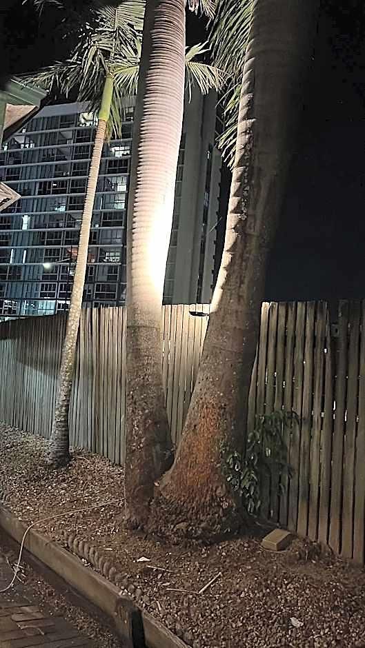 Palm Hamilton Backpacker