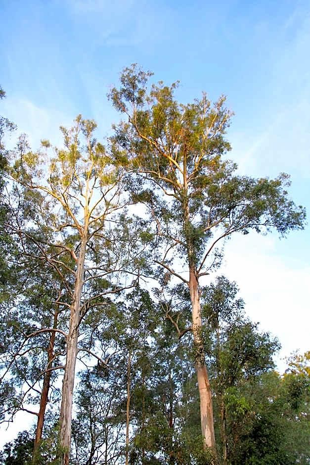 Paperbark Bed & Breakfast Brisbane