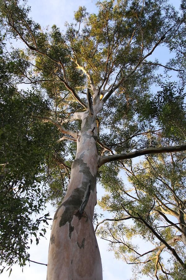 Paperbark 5*