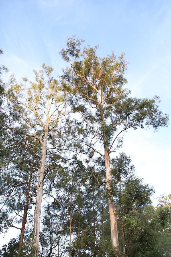 Paperbark Bed & Breakfast Brisbane