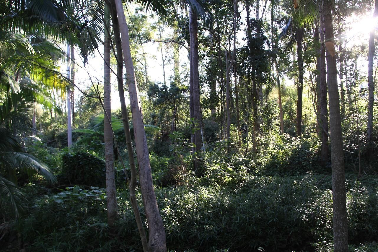 Paperbark Brisbane