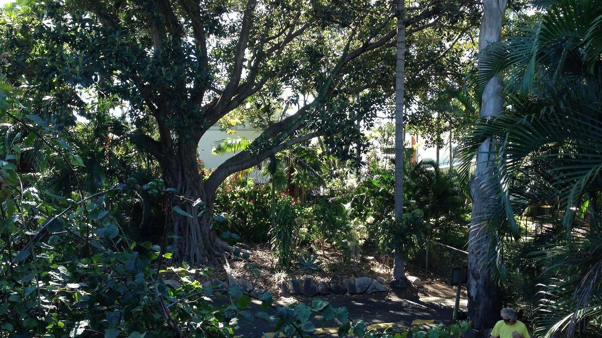 Forest