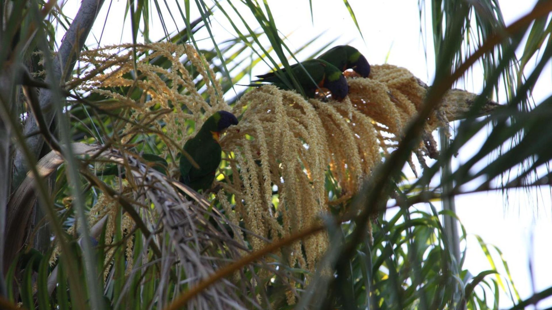Paperbark Bed & Breakfast 5*