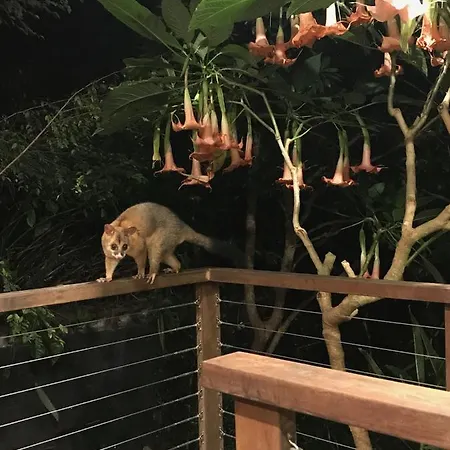 Jacaranda House Garden *