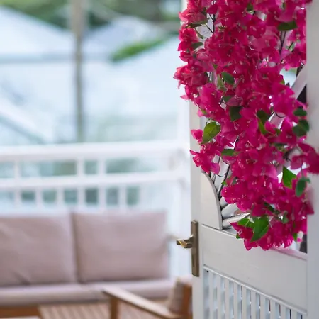 Bougainvillea