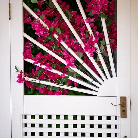 Bougainvillea Brisbane