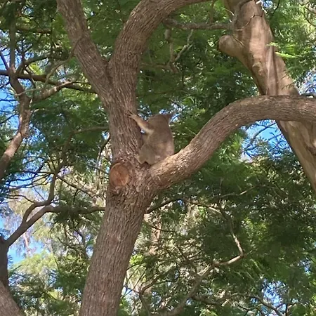 Family Bush Retreat Koalas City10mins Holiday home