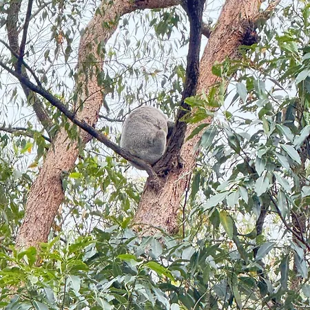Holiday home Family Bush Retreat Koalas City10mins Brisbane