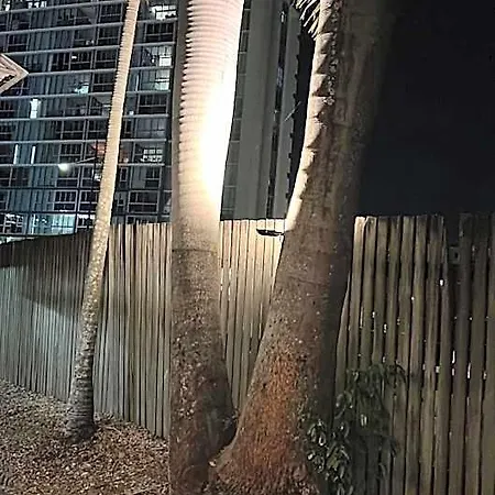 Palm Hamilton Backpacker