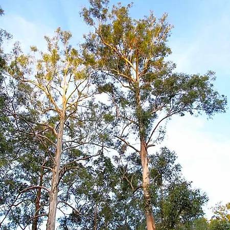 Paperbark Bed & Breakfast Brisbane