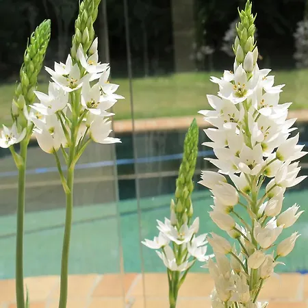Bed & Breakfast Chapel Woods Brisbane