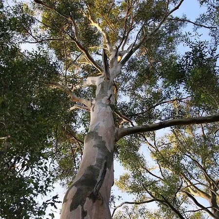 Paperbark 5*