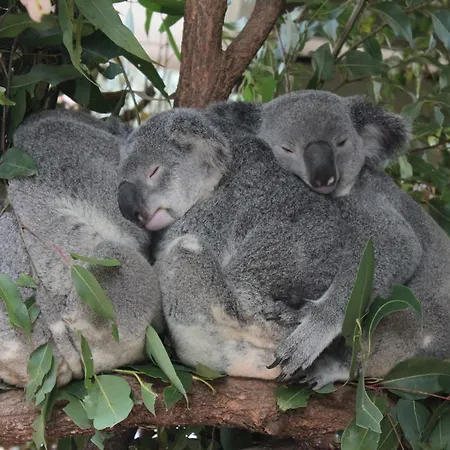 Paperbark Bed & Breakfast Brisbane