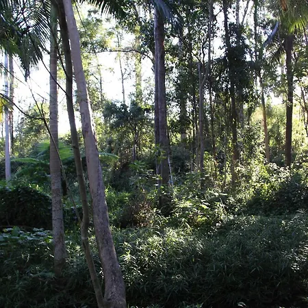 Paperbark Brisbane