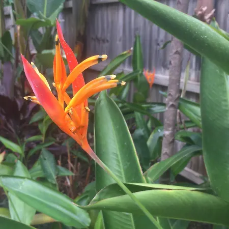Homestay Balmoral Queenslander Brisbane