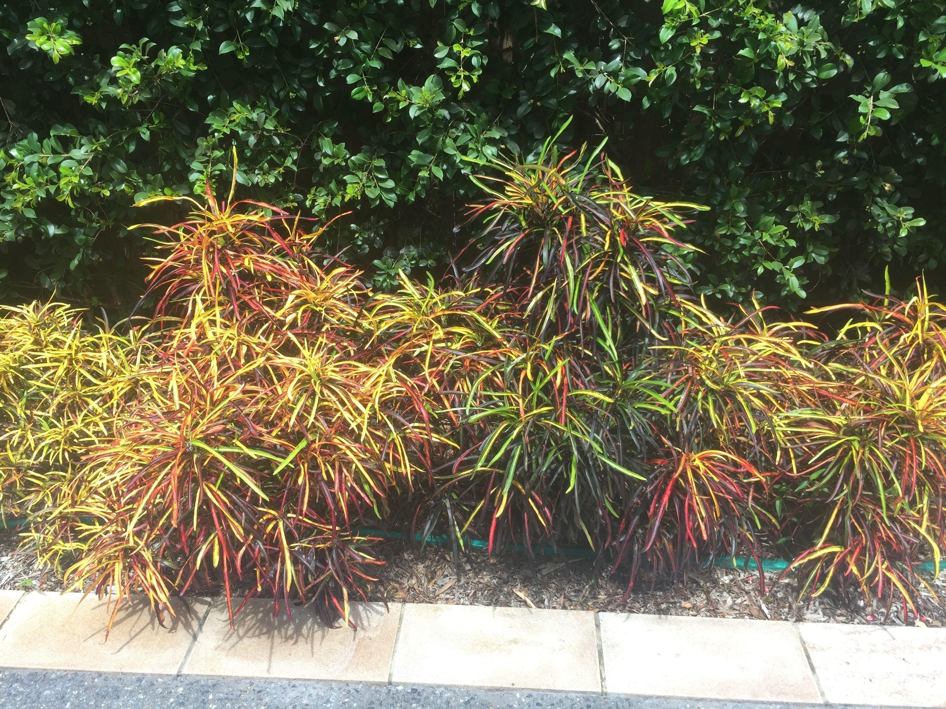 Homestay Balmoral Queenslander *