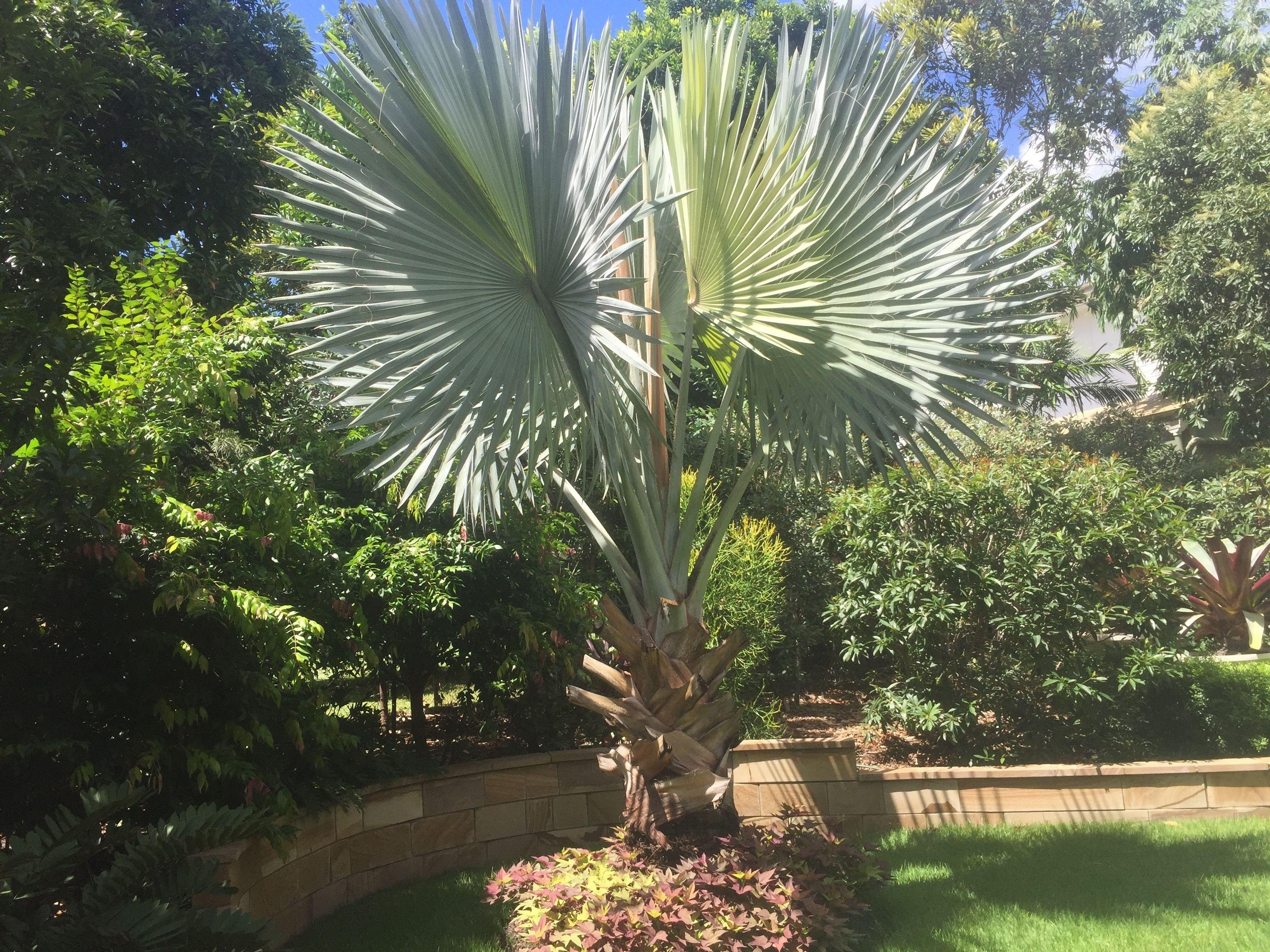 Balmoral Queenslander * Brisbane