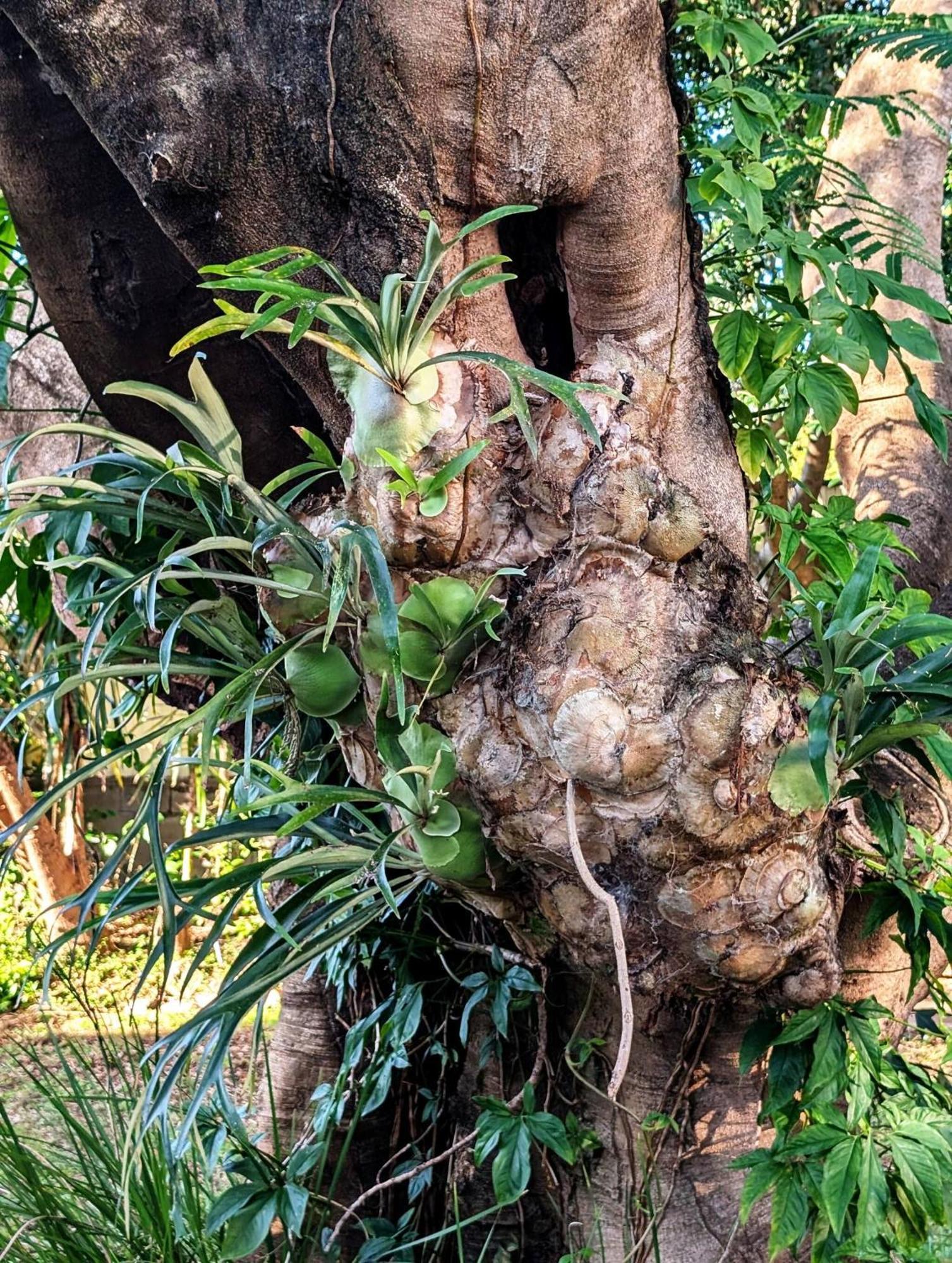 Peaceful, Modern, Lowtoxic, Bfast Included Holiday home Brisbane