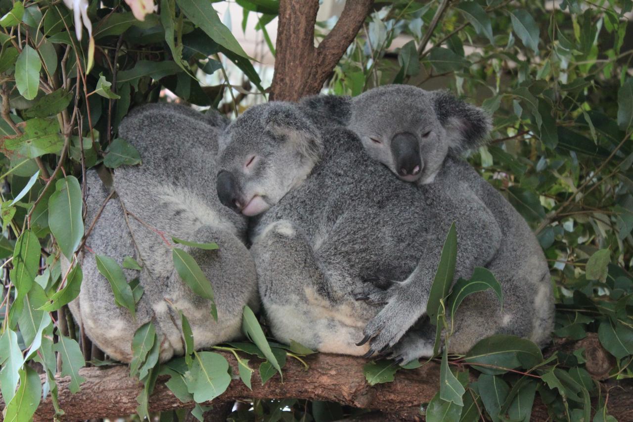 Paperbark Bed & Breakfast Brisbane