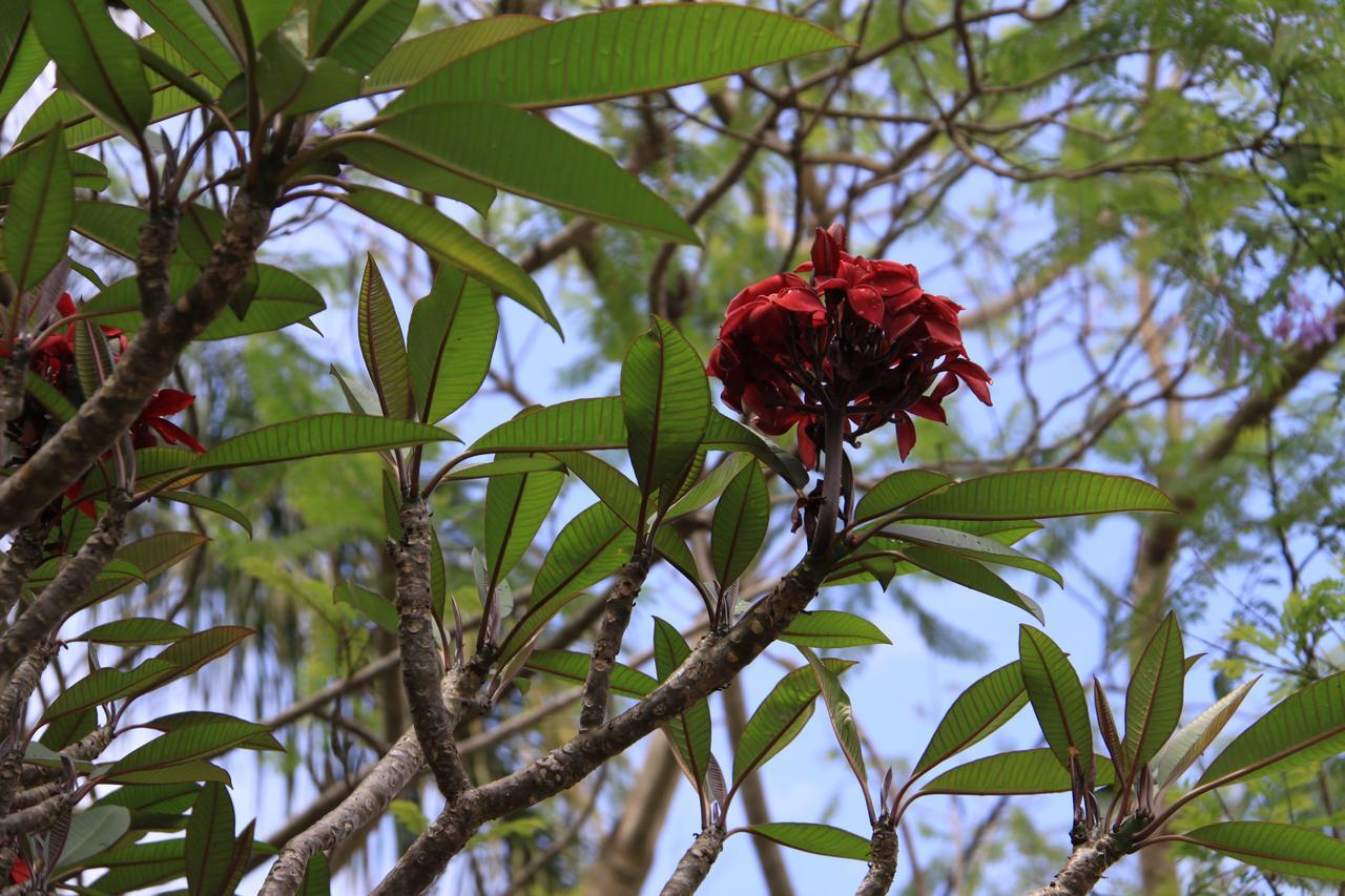 Bed & Breakfast Paperbark Brisbane