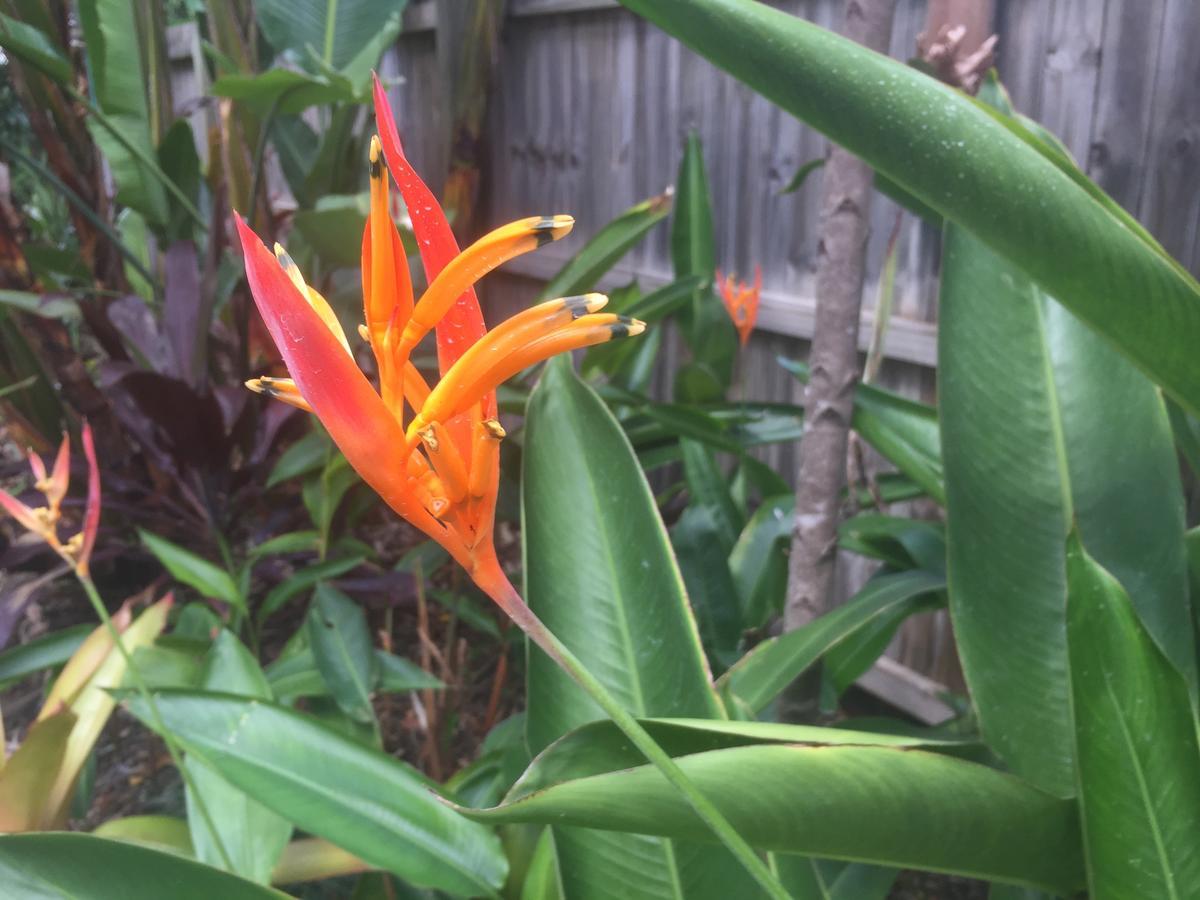 Homestay Balmoral Queenslander Brisbane