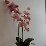 Fortitude Valley View 1b1b W Shared Pool Gym Apartment *