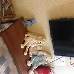 Annie\'S Shandon Inn