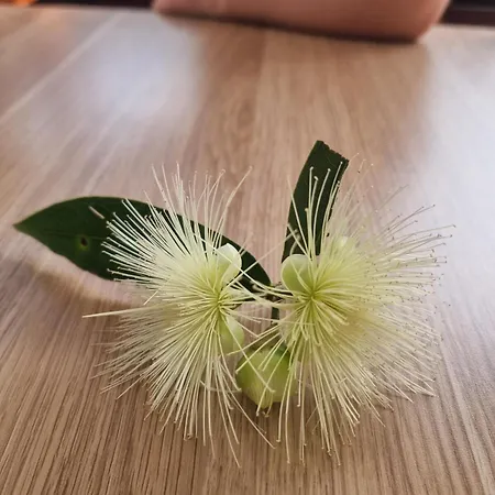 Sweet For Guests 10 Mins To Cbd * Brisbane