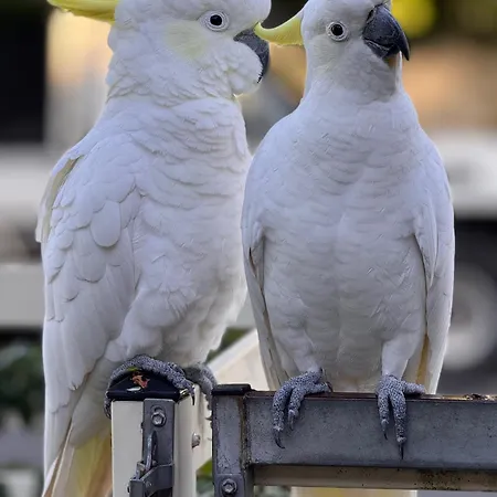 Bird And Leaf *
