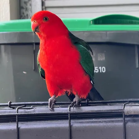 Bird And Leaf Brisbane