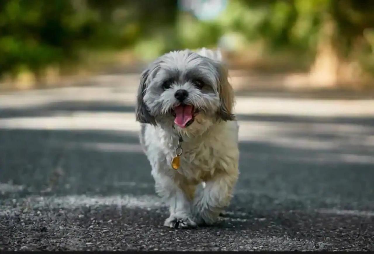 Park Avenue Luxe 1Br - 4Km To City, Outdoor Bbq * Brisbane