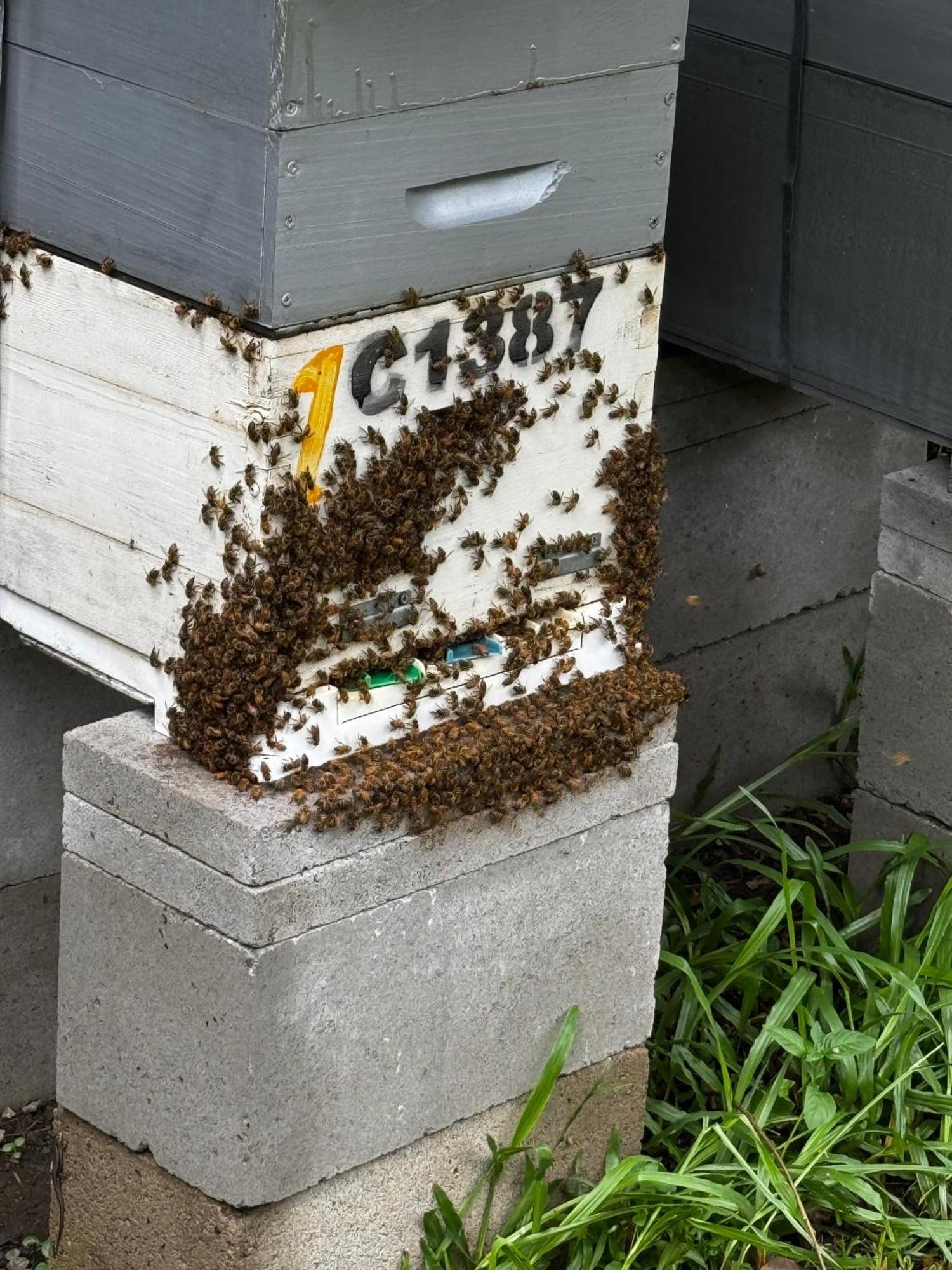 Apartment The Lamu *