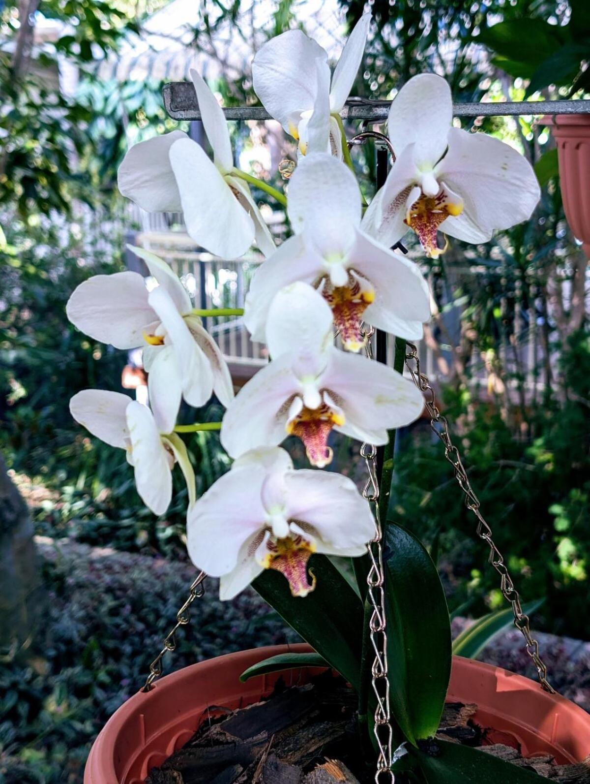Leafy 3-bedroom Escape To Nature-air Conditioned With Smart Entry Holiday home Brisbane