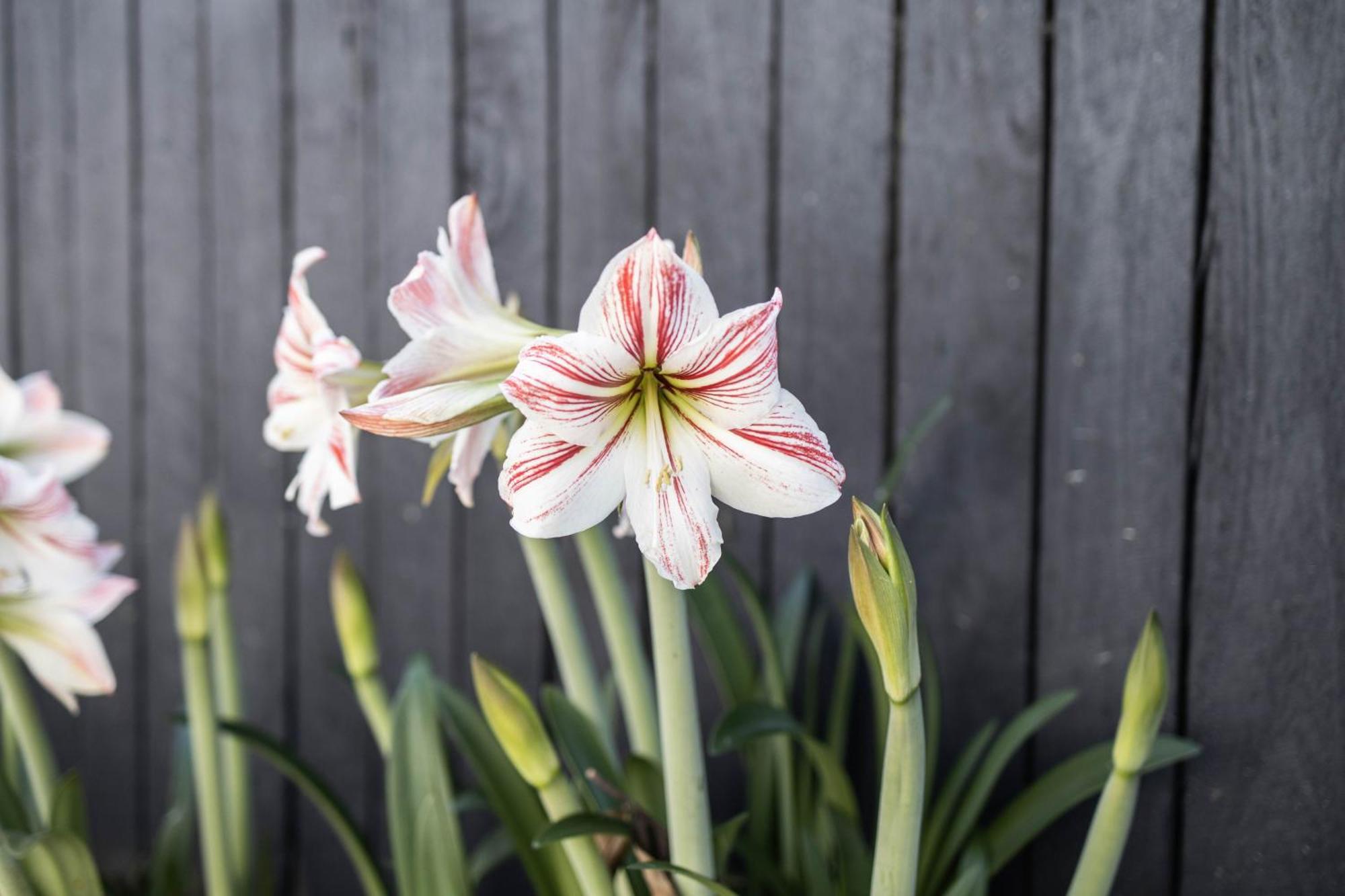 Bird And Leaf Holiday home
