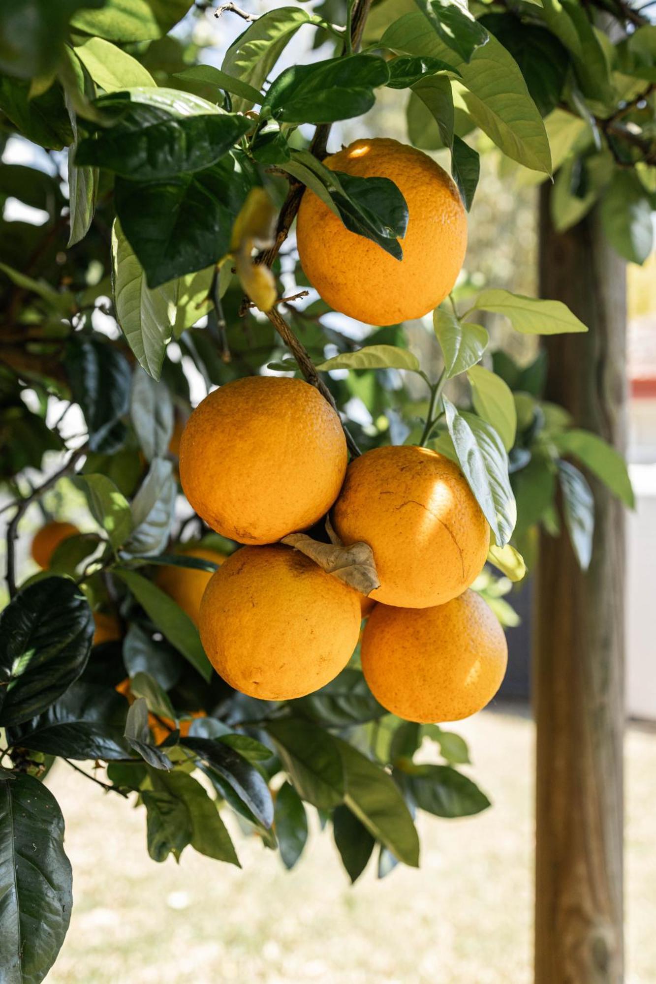 Bird And Leaf * Brisbane
