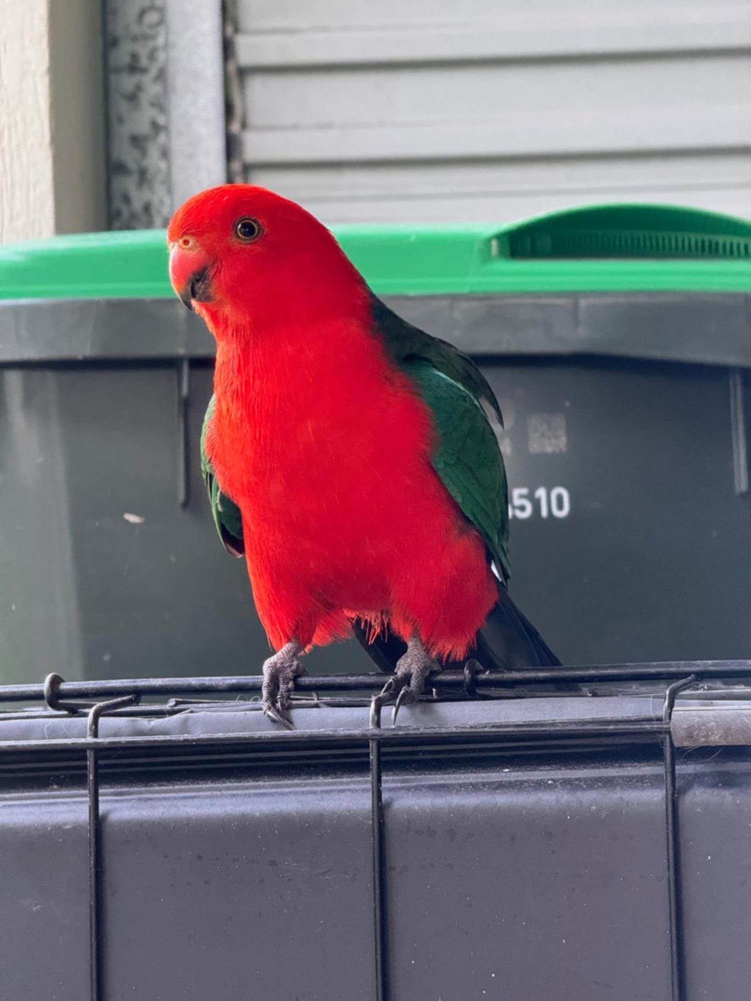 Bird And Leaf Brisbane