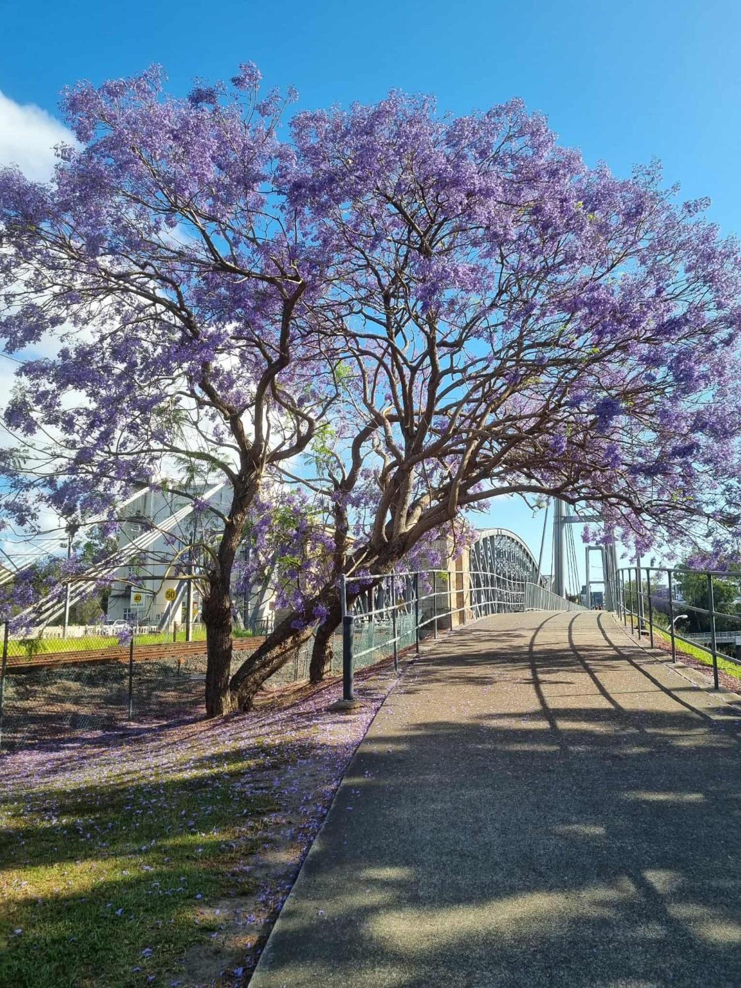 Welcome To Your Leafy Retreat In Graceville! Brisbane