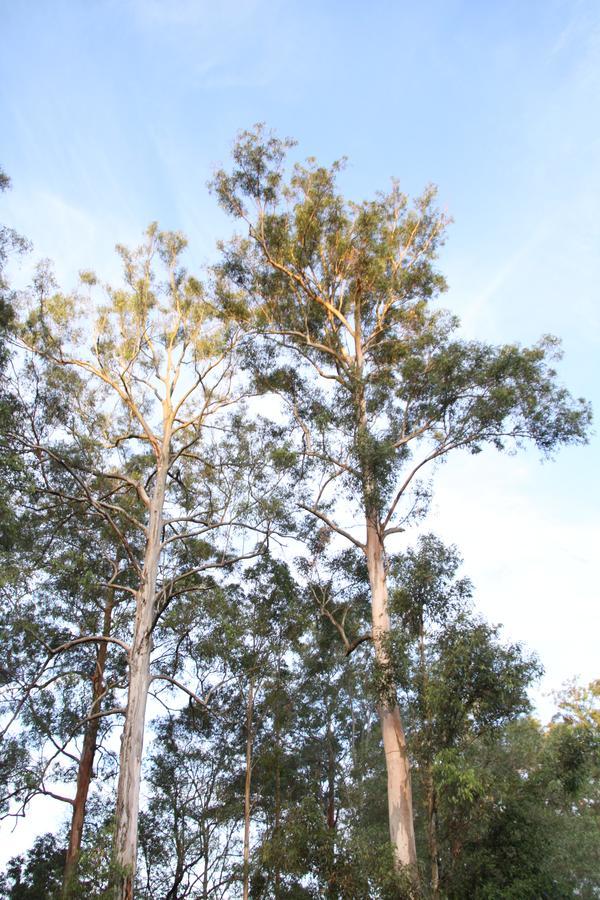 Paperbark Bed & Breakfast Brisbane