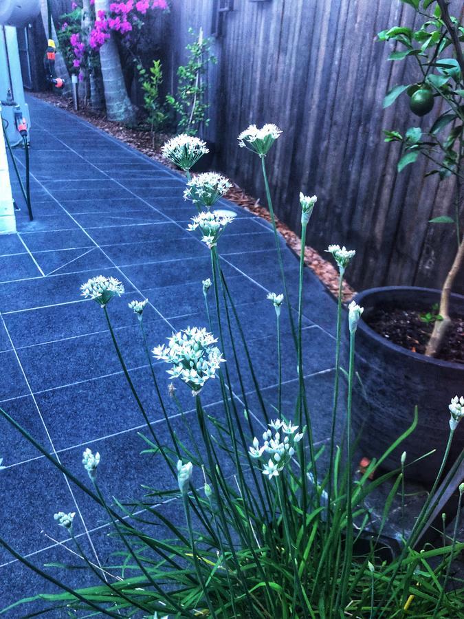 Paperbark 5* Brisbane